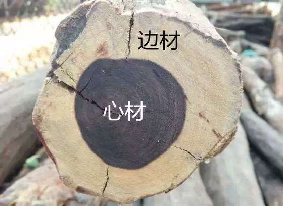 边材和心材示意图 边材和心材示意图